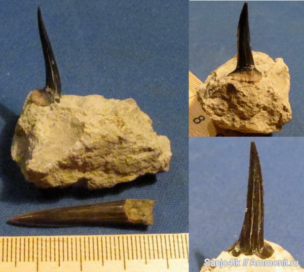 юра, рыбы, Sphenodus, зубы акул, Synechodontiformes, Jurassic, fish, shark teeth