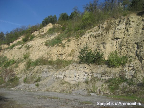 брахиоподы, гастроподы, трилобиты, силур, Silurian