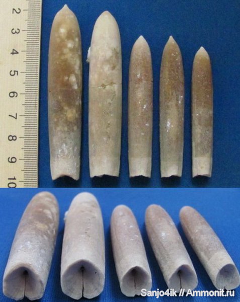 белемниты, мел, Belemnellocamax mammilatus, Belemnellocamax, Cretaceous, belemnites