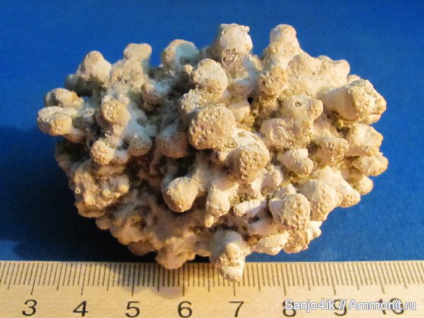 кораллы, миоцен, водоросли, Lithothamnium