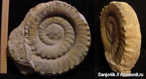 аммониты, юра, Ammonites, Eoderoceras, Eoderoceratidae, Jurassic
