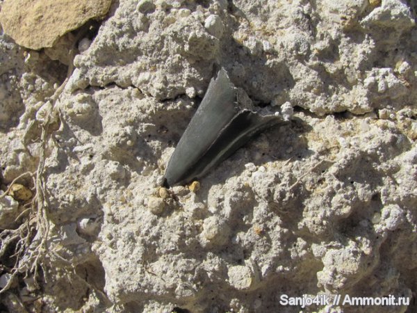 мел, зубы акул, Cretoxyrhina, Cretaceous, shark teeth