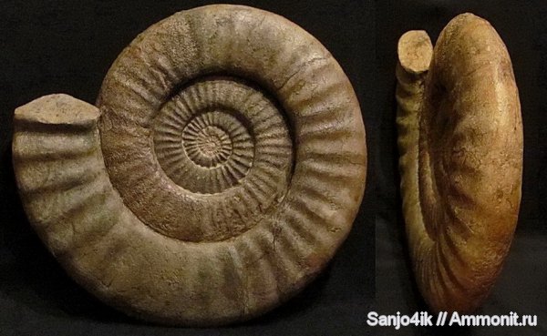 аммониты, юра, Ammonites, Jurassic