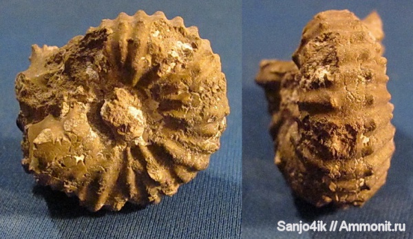 аммониты, мел, Ammonites, Mantelliceras, Cretaceous