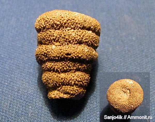 мел, губки, беспозвоночные, Cretaceous