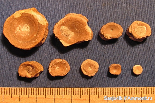 мел, рыбы, Cretaceous, fish