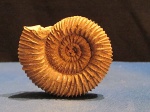 Perisphinctes sp. Perisphinctes sp.