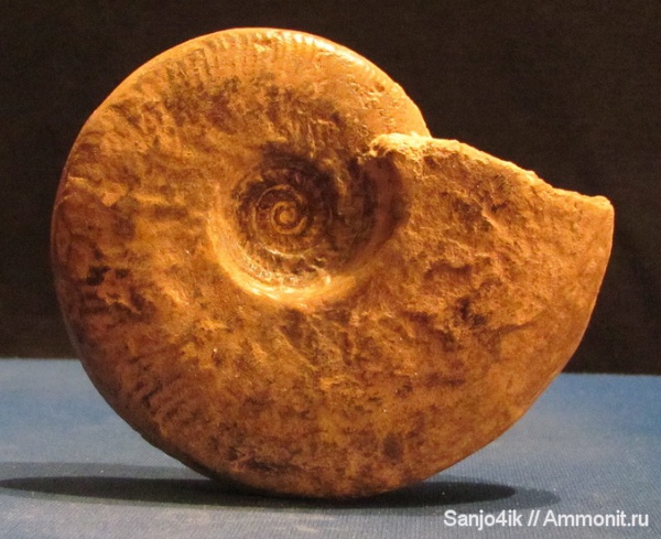аммониты, юра, Ammonites, Leioceras, Leioceras comptum, Graphoceratidae, Jurassic