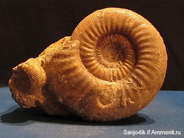 аммониты, юра, Stephanoceratidae, Stephanoceras, Ammonites, Jurassic