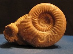 Stephanoceras sp. Stephanoceras sp.