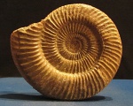 Parkinsonia sp. Parkinsonia sp.