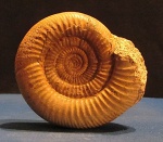 Perisphinctes sp. Perisphinctes sp.