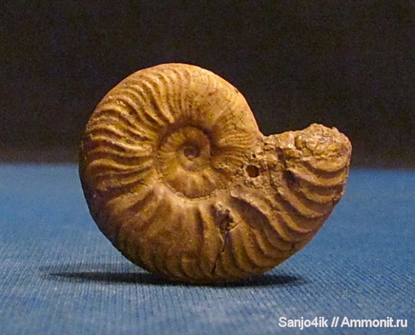 аммониты, мел, Ammonites, Acanthoceras, Acanthoceras rhotomagense, Cretaceous
