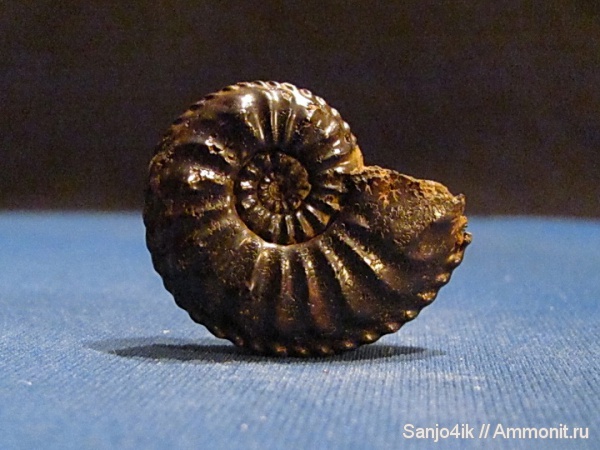 аммониты, юра, Ammonites, Amaltheus margaritatus, Amaltheus, Amaltheidae, Jurassic