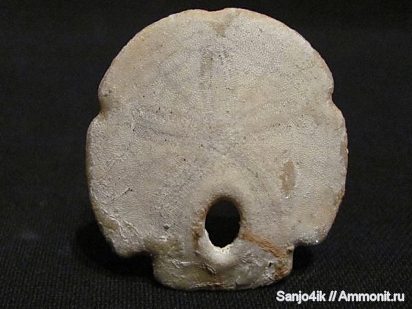 морские ежи, иглокожие, неоген, Encope, Encope tamianiensis