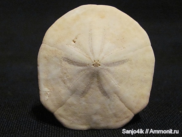 морские ежи, иглокожие, неоген, Monostychia, Monostychia australis