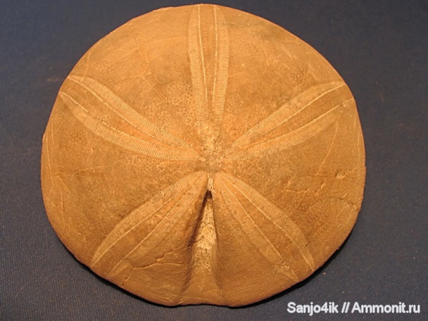 морские ежи, иглокожие, юра, Clypeus, Clypeus ploti, Jurassic