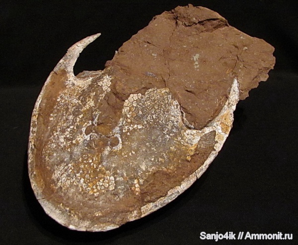 девон, Devonian, Agnatha, Cephalaspis, Heraspis, Ukrainaspis, Zenaspis, Zenaspis  podolica