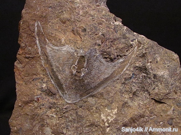 девон, Devonian, Agnatha, Cephalaspis, Zychaspis, Zychaspis concinna