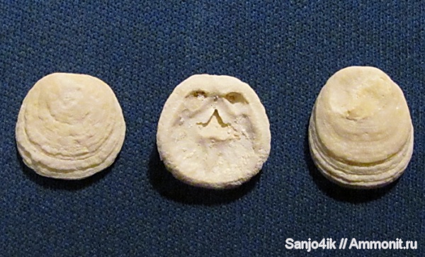 брахиоподы, мел, Craniida, Crania, Crania craniolaris, Cretaceous