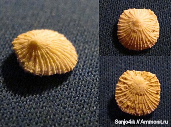 брахиоподы, мел, Craniida, Isocrania, Isocrania egnabergensis, Cretaceous