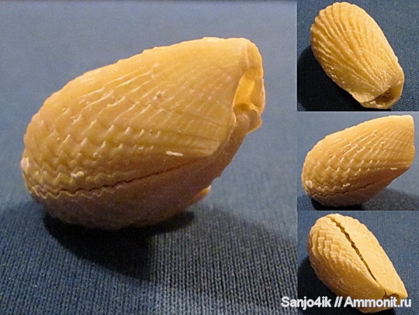 брахиоподы, мел, Terebratulida, Rhynchora, Rhynchora costata, Cretaceous