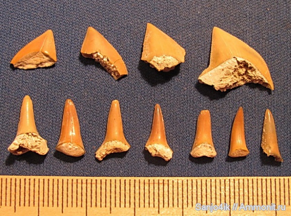 мел, рыбы, зубы, акулы, Squalicorax, Odontaspididae, Cretaceous, fish, teeth, sharks