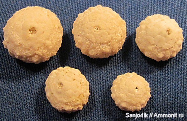 морские ежи, иглокожие, мел, Salenia, Cretaceous