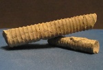 Striatocycloceras Striatocycloceras