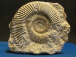 Perisphinctes Perisphinctes