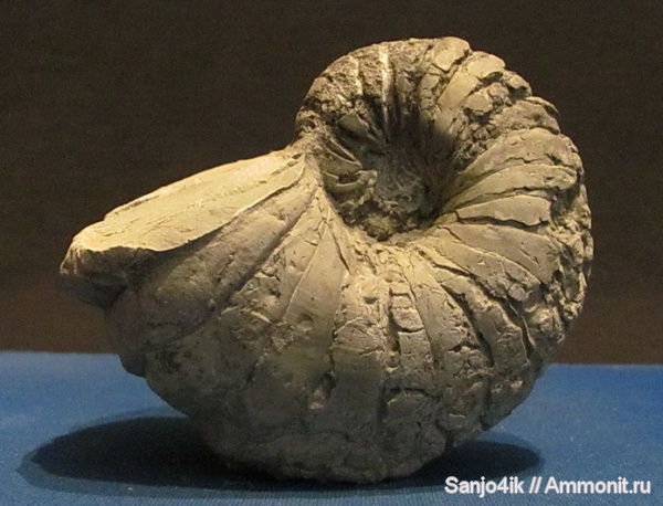 юра, наутилусы, Nautilida, Jurassic