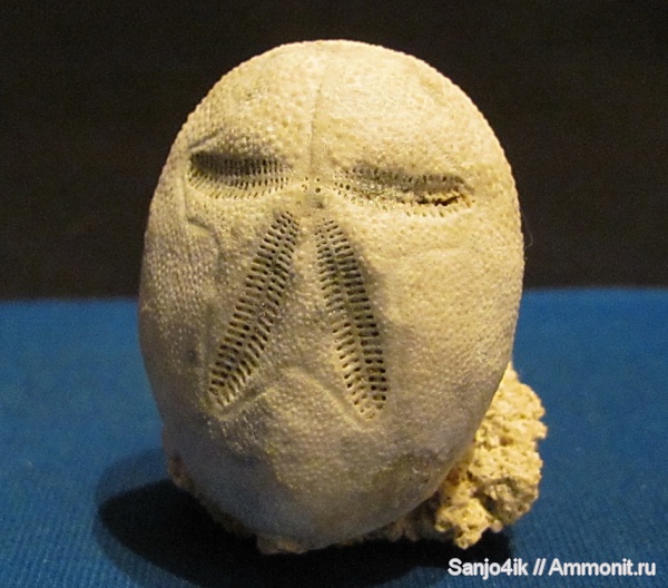 морские ежи, иглокожие, неоген, Brissus, Brissus unicolor