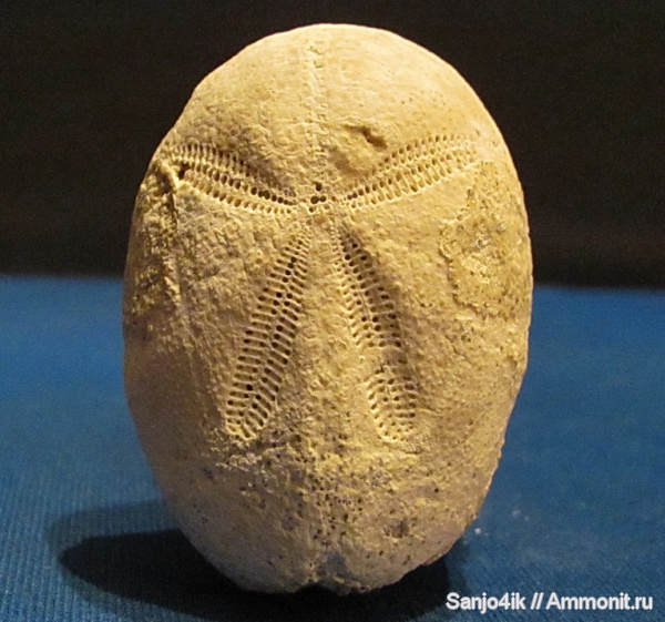 морские ежи, иглокожие, неоген, Brissus joeguementi, Brissus