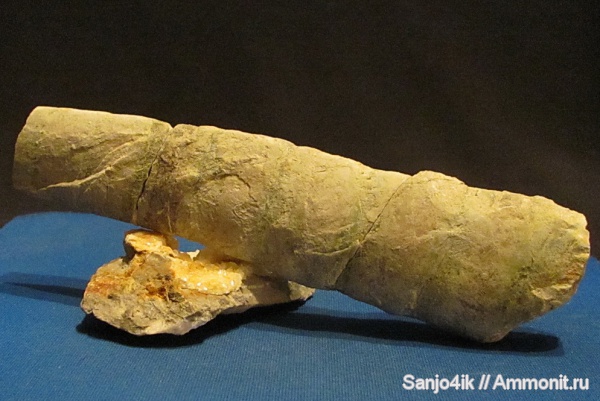 аммониты, мел, Ammonites, Baculites, Baculitidae, Cretaceous