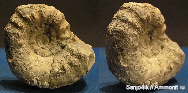 аммониты, юра, Ammonites, Jurassic