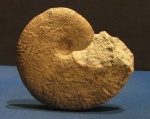 Аммониты Карпат(4) PHYLLOCERAS Аммониты Карпат(4) PHYLLOCERAS