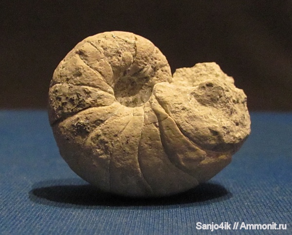 юра, наутилусы, Nautilida, Jurassic