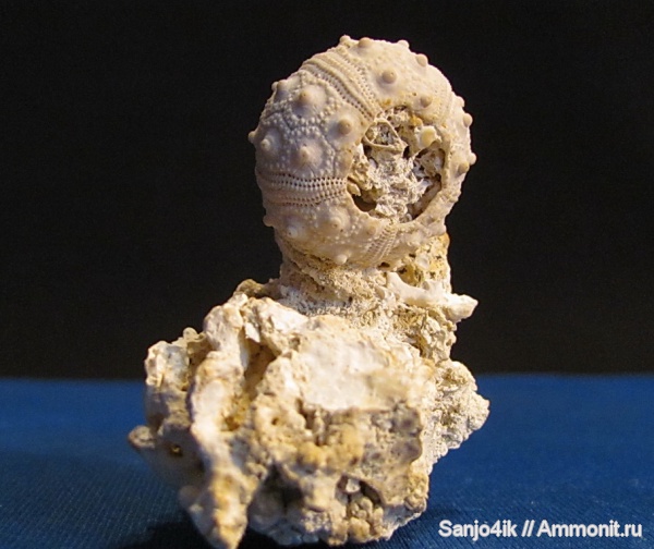 морские ежи, иглокожие, неоген, Eucidaris zeamays, Eucidaris