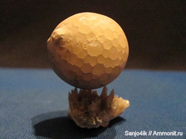 ордовик, цистоидеи, морские пузыри, Echinosphaerites, Ordovician