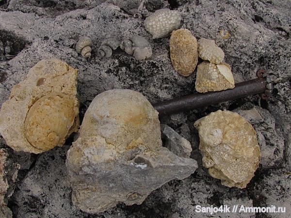 гастроподы, морские ежи, неоген, крабы