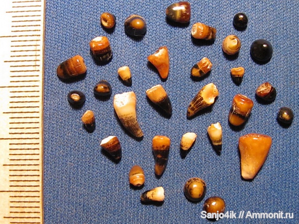 неоген, рыбы, Pycnodus, fish