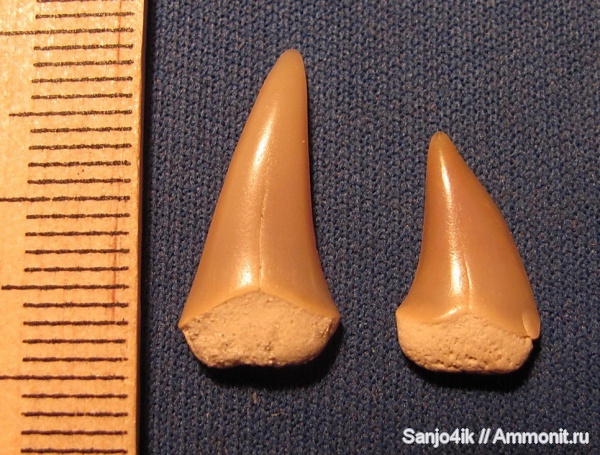 неоген, рыбы, Odontaspididae, fish