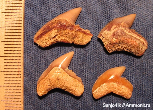 неоген, рыбы, Galeocerdo, fish