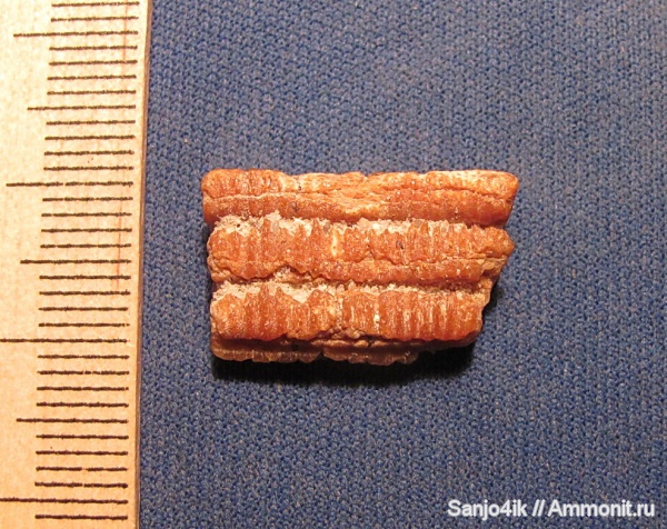 неоген, рыбы, скаты, Myliobatiformes, Myliobatidae, fish