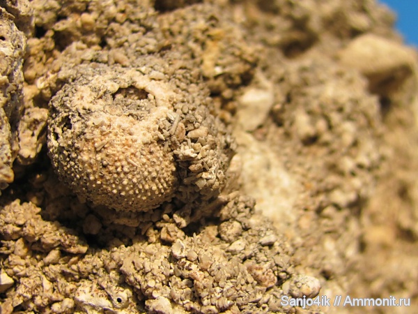 морские ежи, иглокожие, неоген