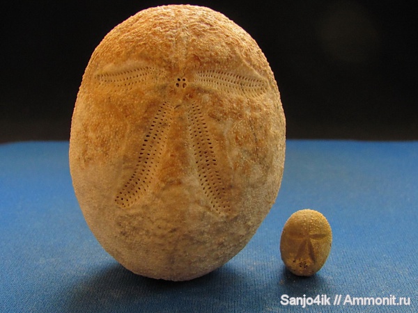 морские ежи, иглокожие, неоген, Brissus, Brissus unicolor