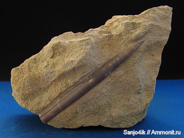 белемниты, юра, Hibolites, Hibolites hastatus belemnopsis, Jurassic, belemnites