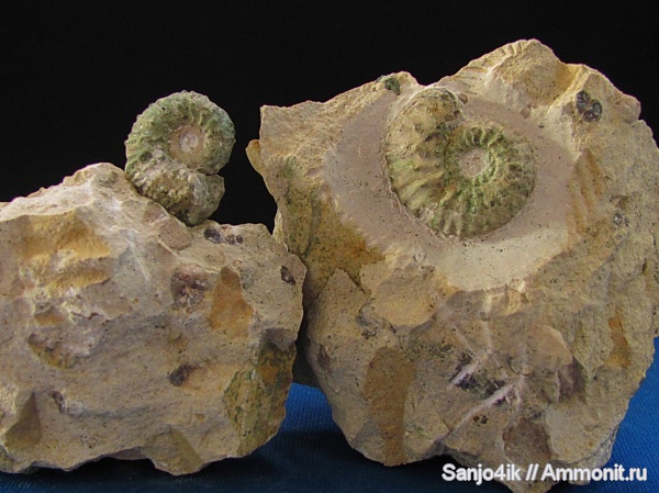 аммониты, юра, Kosmoceras, Ammonites, Jurassic