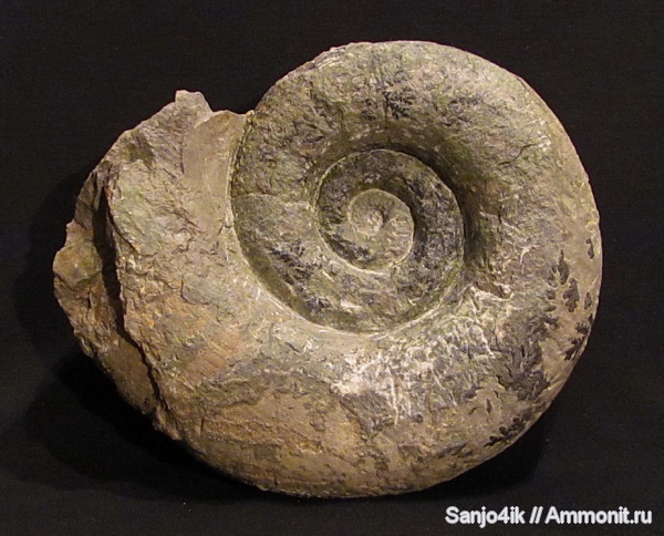 аммониты, юра, Ammonites, Lytoceratina, Jurassic аммониты, юра, Ammonites, Lytoceratina, Jurassic
