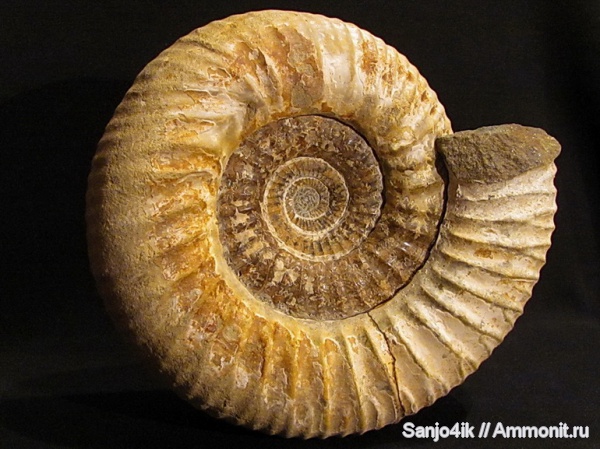 аммониты, юра, Perisphinctes, Ammonites, Jurassic